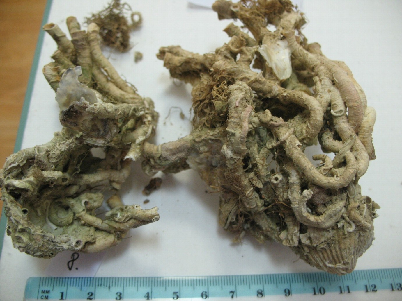 Vermes e Mollusca